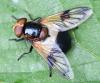 Volucella pellucens